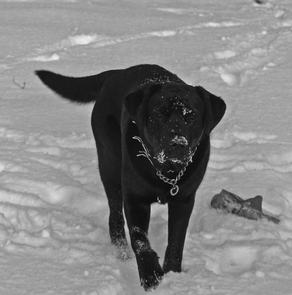 Dante - Labrador Retriever Mâle (2 ans)