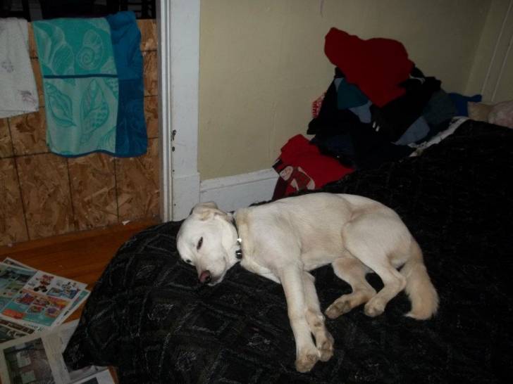 snuggie bear - Labrador Retriever Mâle (10 mois)