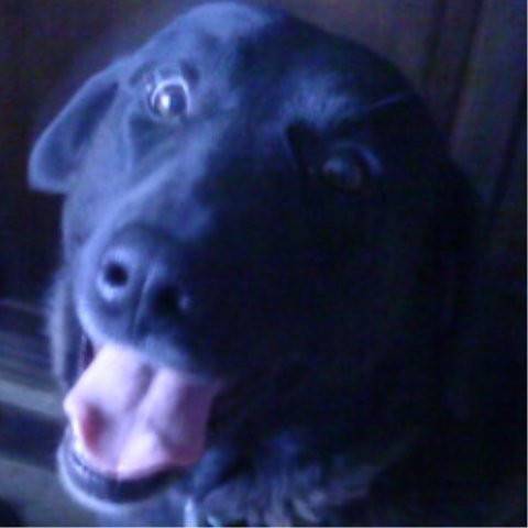 Gus - Labrador Retriever Mâle (5 ans)