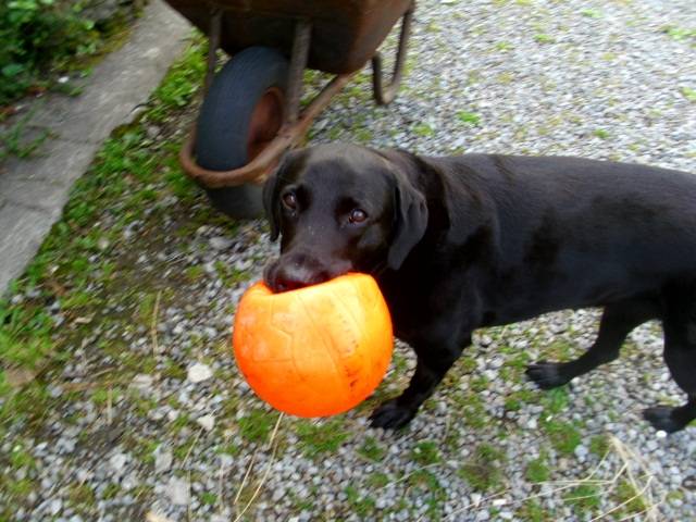 Molly - Labrador Retriever (6 ans)