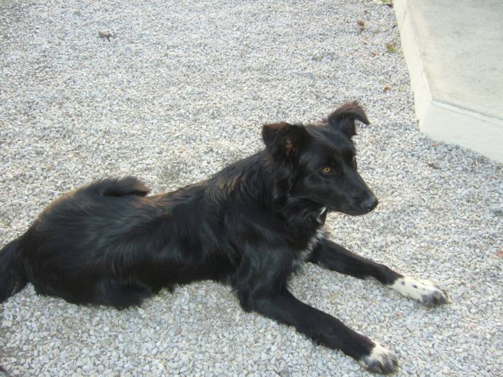 Vanille - Labrador Retriever (1 an)