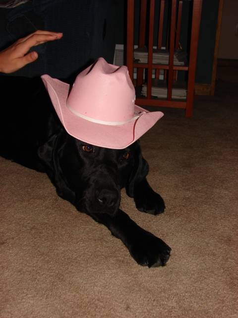 Princess - Labrador Retriever Mâle (6 ans)