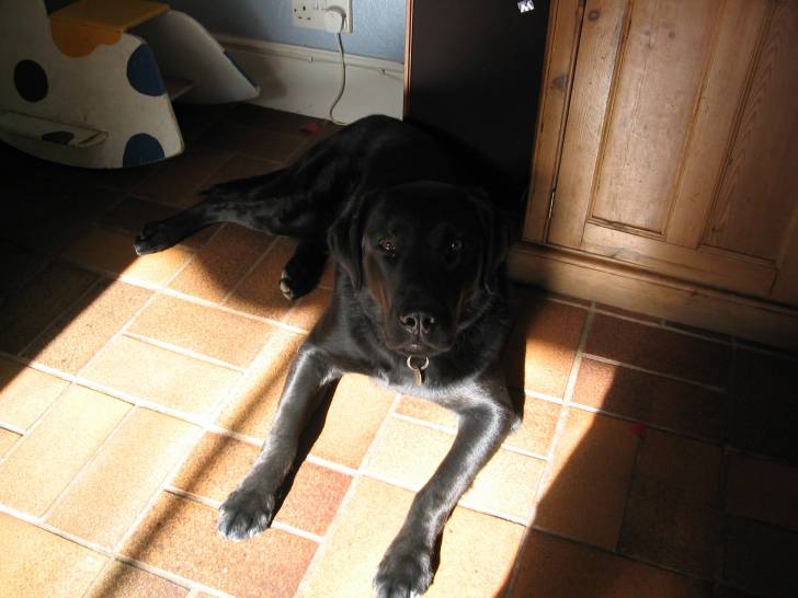 Blue - Labrador Retriever Mâle