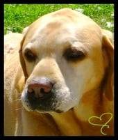 Cabou - Labrador Retriever Mâle (16 ans)
