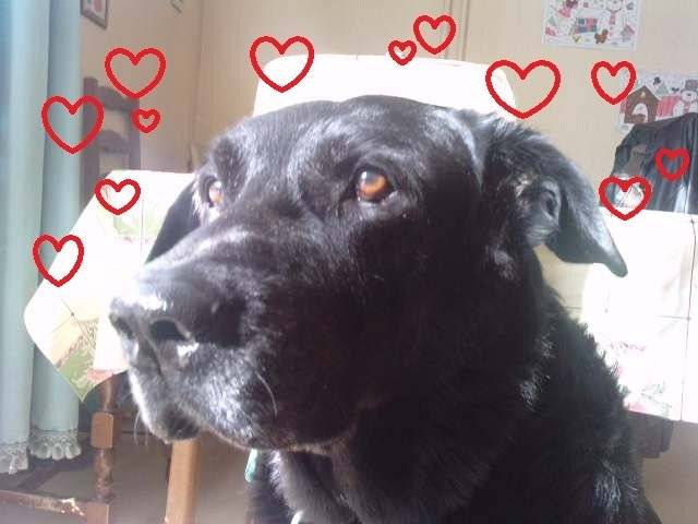 phoebus - Labrador Retriever Mâle (13 ans)