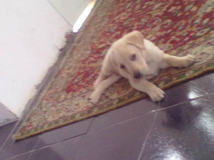 Homero - Labrador Retriever Mâle