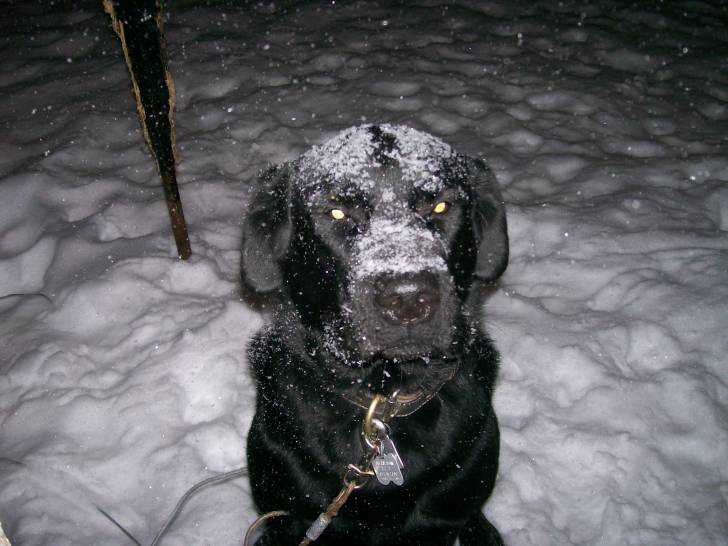 bacchus - Labrador Retriever Mâle (3 ans)