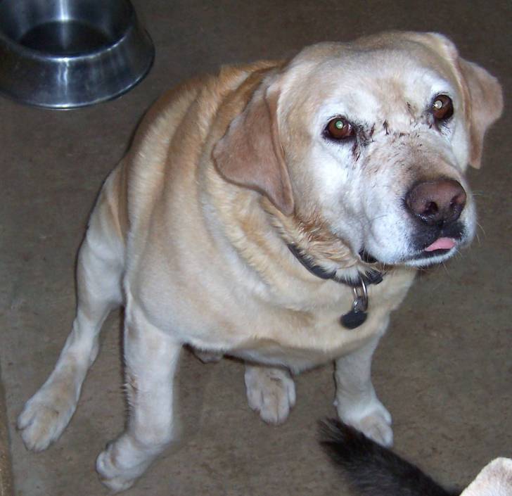 Charlie - Labrador Retriever Mâle (9 ans)