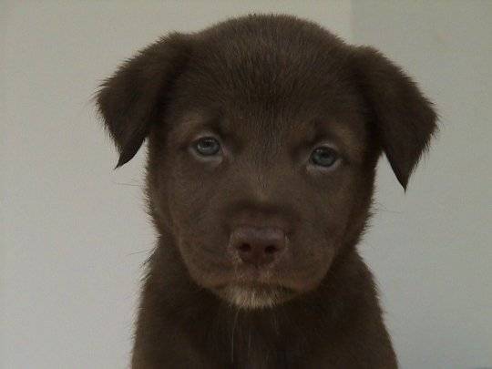Charlie - Labrador Retriever Mâle (4 mois)