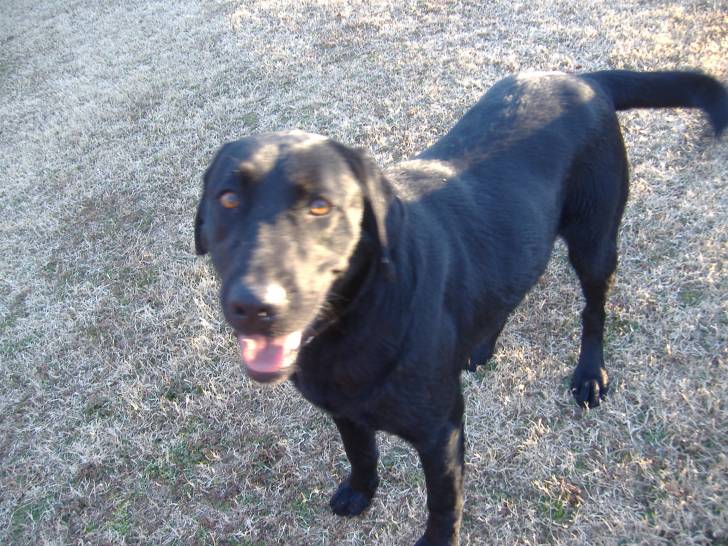 dalton - Labrador Retriever Mâle (7 ans)