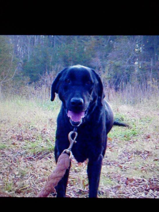 Ann - Labrador Retriever (10 ans)