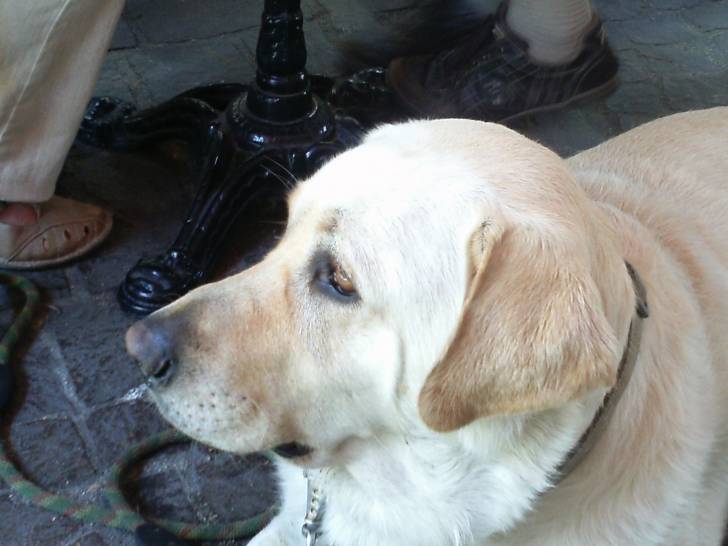 Alto - Labrador Retriever Mâle (5 ans)