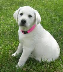Cake - Labrador Retriever (7 mois)