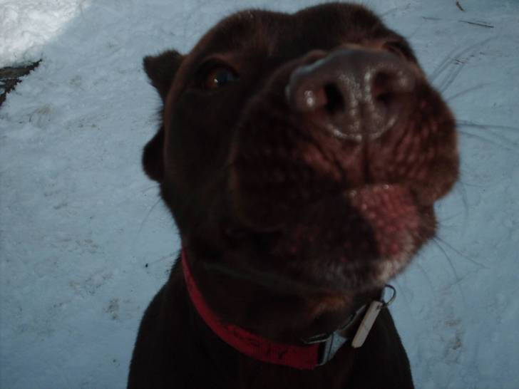 Maya - Labrador Retriever (5 ans)