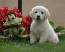 Cuca - Labrador Retriever (1 mois)