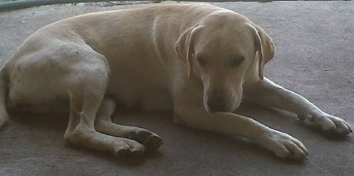 Danna - Labrador Retriever (10 mois)