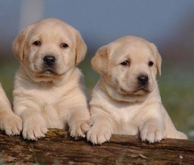 lili - Labrador Retriever (3 mois)