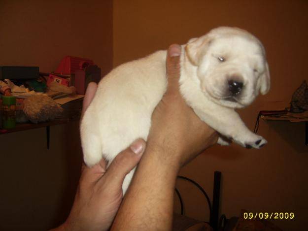 Katty - Labrador Retriever (5 mois)