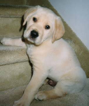 Nancy - Labrador Retriever (4 mois)