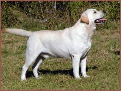 Nancy - Labrador Retriever (2 ans)