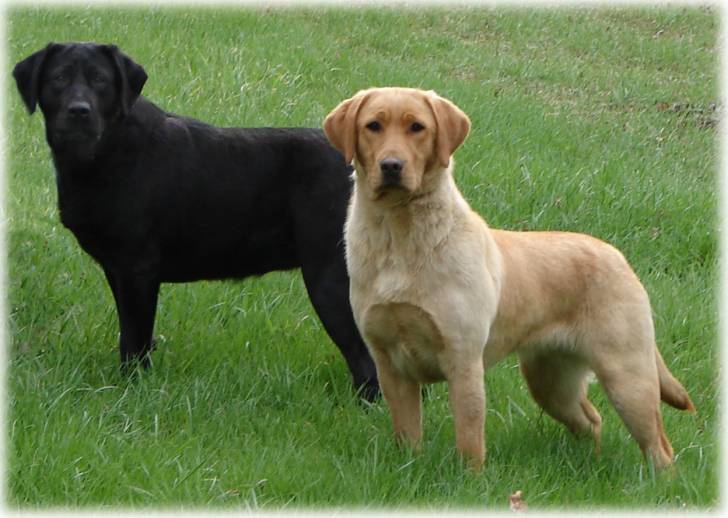 Moka et Nancy - Labrador Retriever (4 ans)