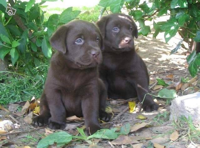 Eclipse - Labrador Retriever