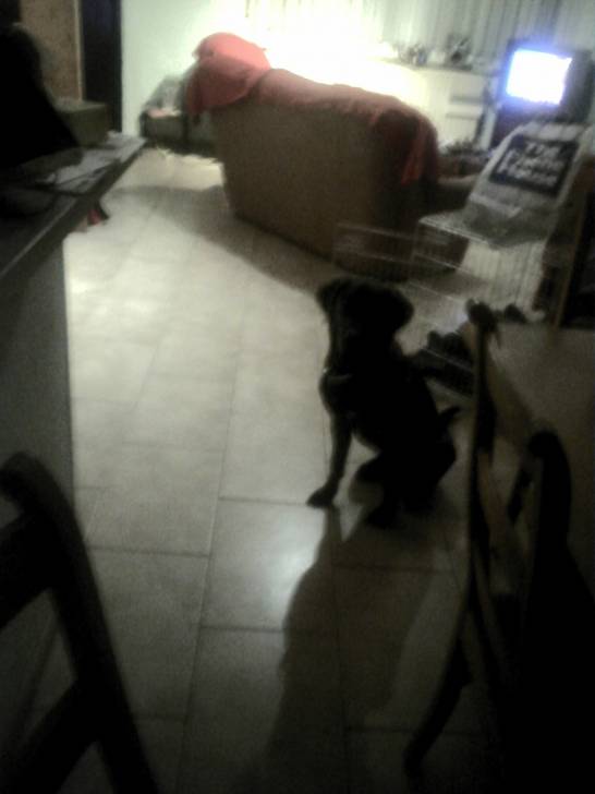 lizzi - Labrador Retriever (1 an)