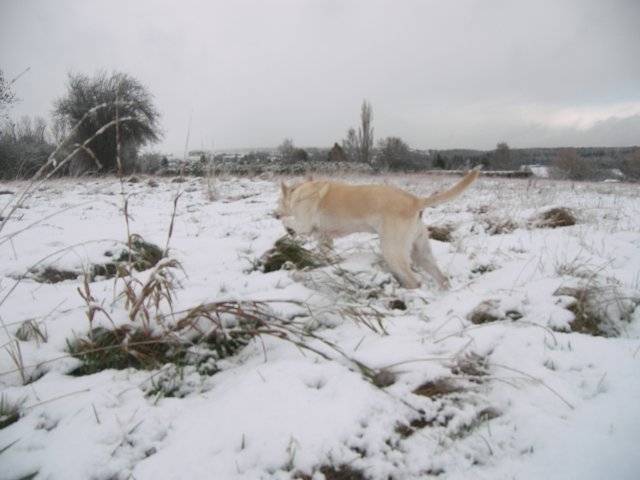 Chipie - Labrador Retriever (13 ans)