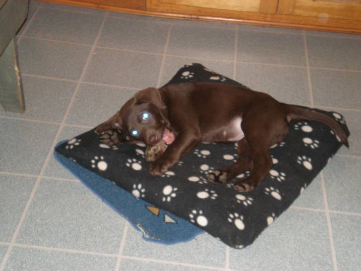 Nova - Labrador Retriever (3 mois)