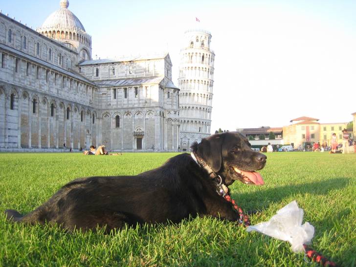 Paula - Labrador Retriever (11 ans)