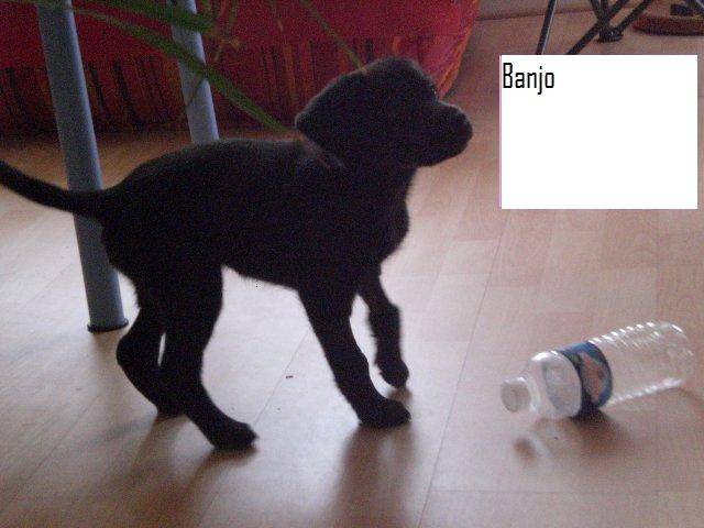 Banjo - Labrador Retriever Mâle (2 mois)