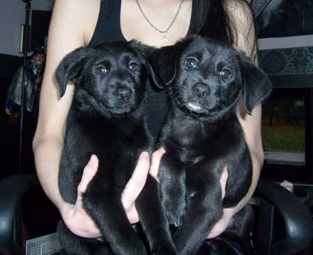 Athena et Swita - Labrador Retriever (2 mois)