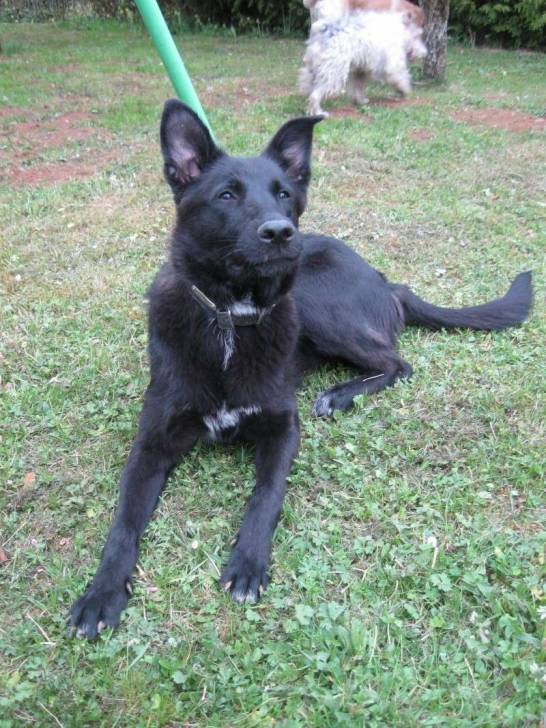 Aire - Labrador Retriever (2 ans)
