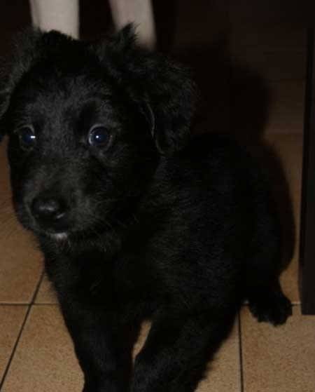 Bobbie - Labrador Retriever Mâle (2 mois)