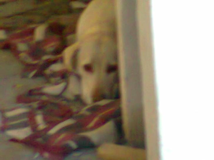 lady :3 - Labrador Retriever (4 ans)