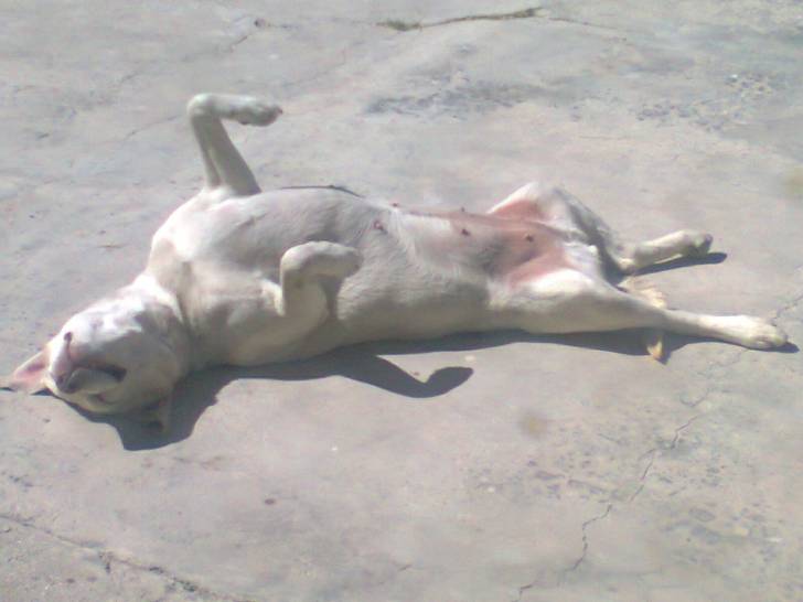 lady :feel like yoga: - Labrador Retriever (4 ans)