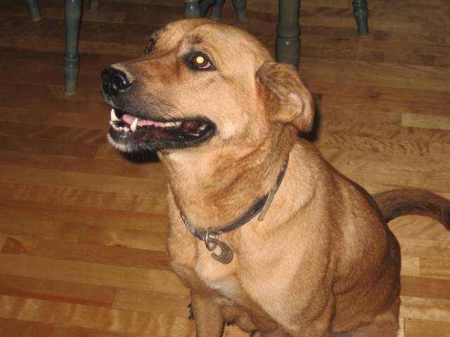 LiLi - Labrador Retriever (Autre)