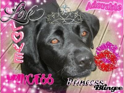 Athéna - Labrador Retriever (4 ans)