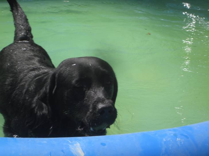 Tyson - Labrador Retriever Mâle (2 ans)