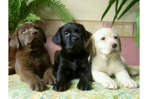 3 cute labradors - Labrador Retriever
