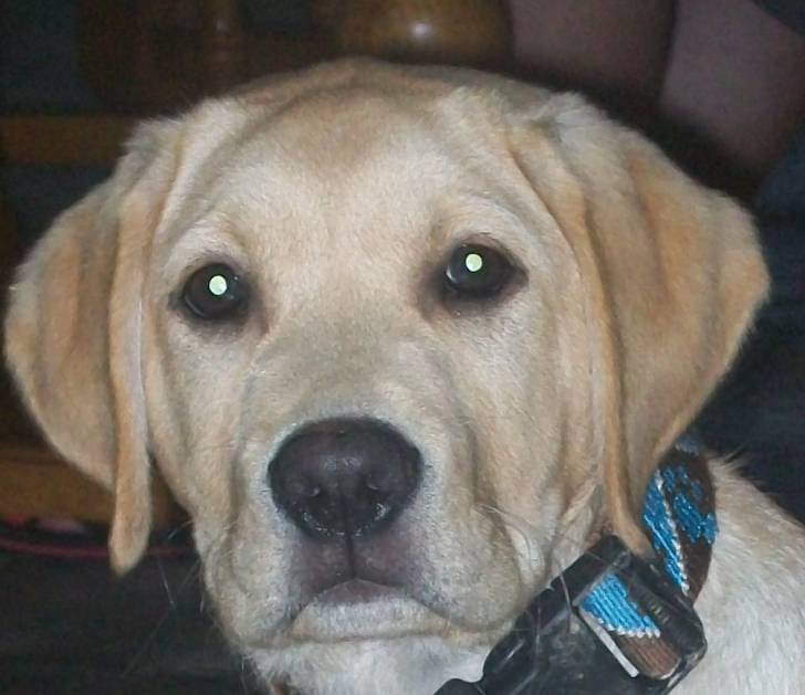 Eos - Labrador Retriever Mâle (9 mois)