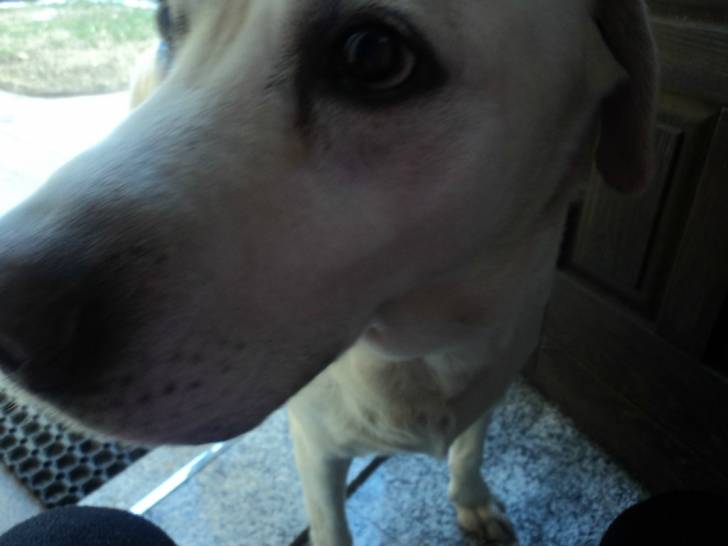 Brando - Labrador Retriever Mâle (8 ans)