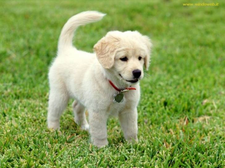 Il mio cane - Labrador Retriever (4 mois)