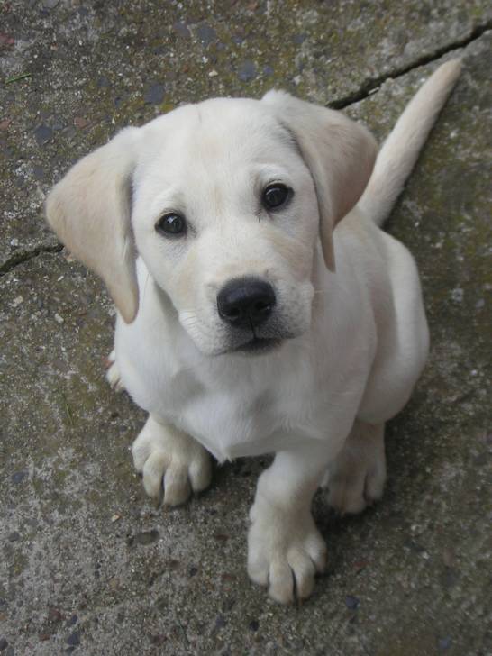cannabis - Labrador Retriever Mâle (3 ans)