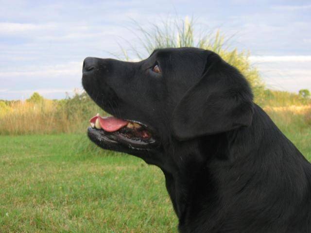 Boris - Labrador Retriever Mâle (2 ans)