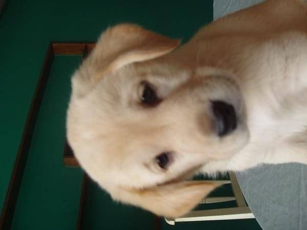 keisha - Labrador Retriever (3 mois)