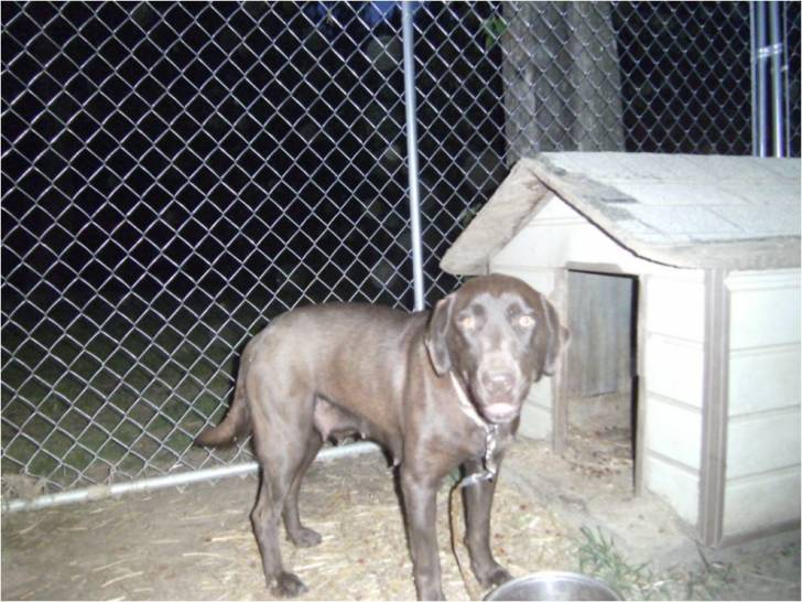 Macy - Labrador Retriever (2 ans)