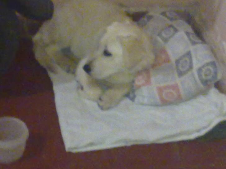 Lara - Labrador Retriever (2 ans)