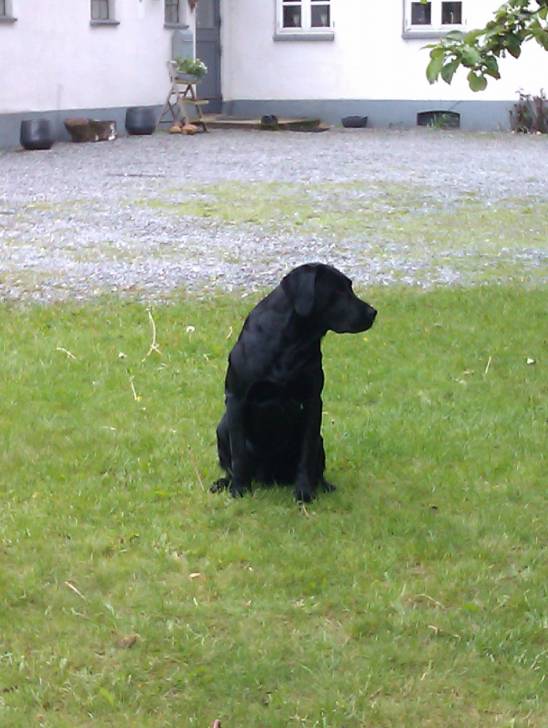 Nicki - Labrador Retriever Mâle (5 ans)