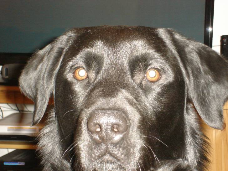romeo - Labrador Retriever Mâle (2 ans)